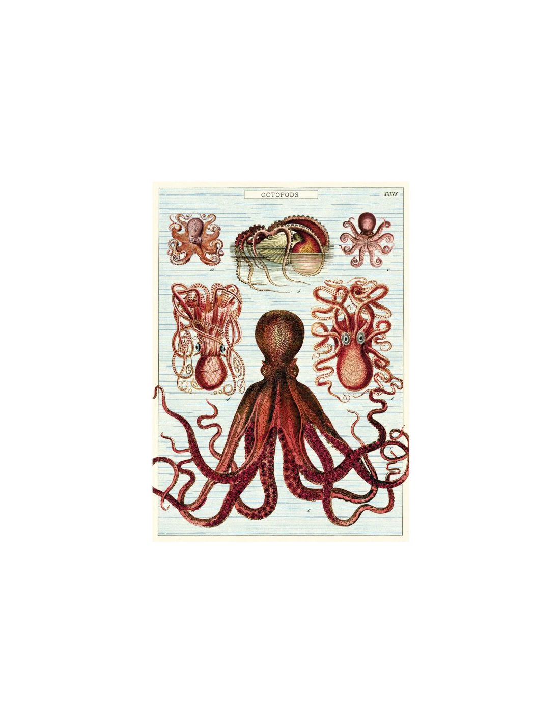 Póster 50x70 cm Octópodos