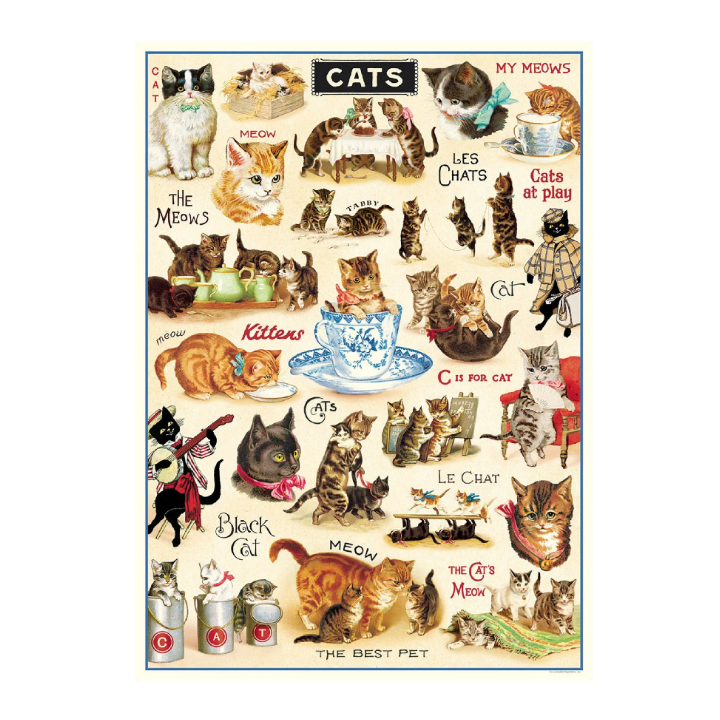 Póster 50x70 cm Gatos