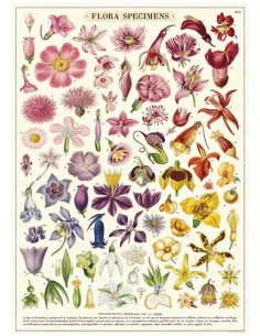 Póster 50x70 cm Flora