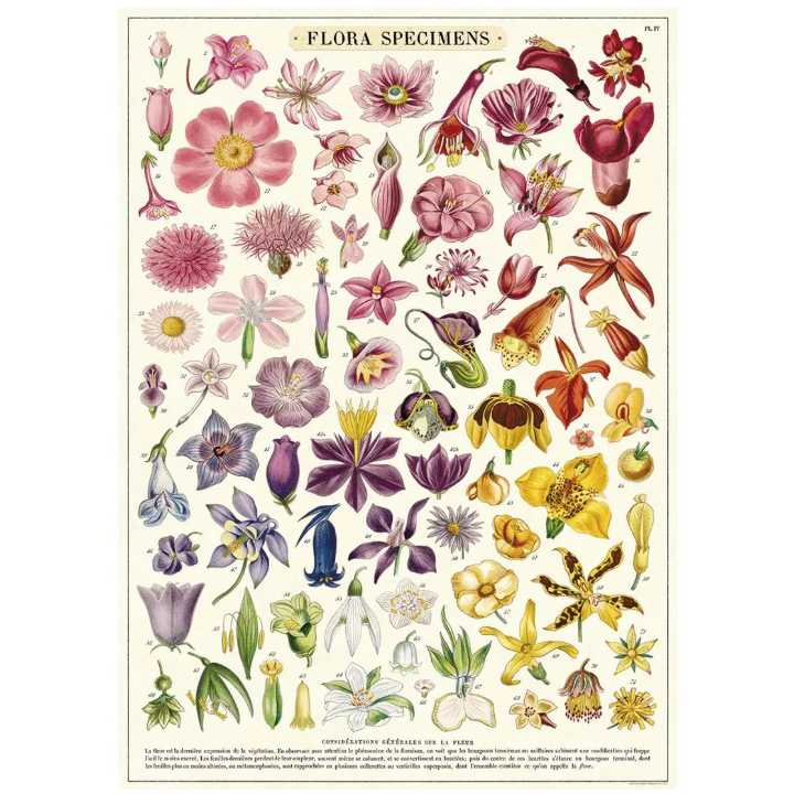 Póster 50x70 cm Flora