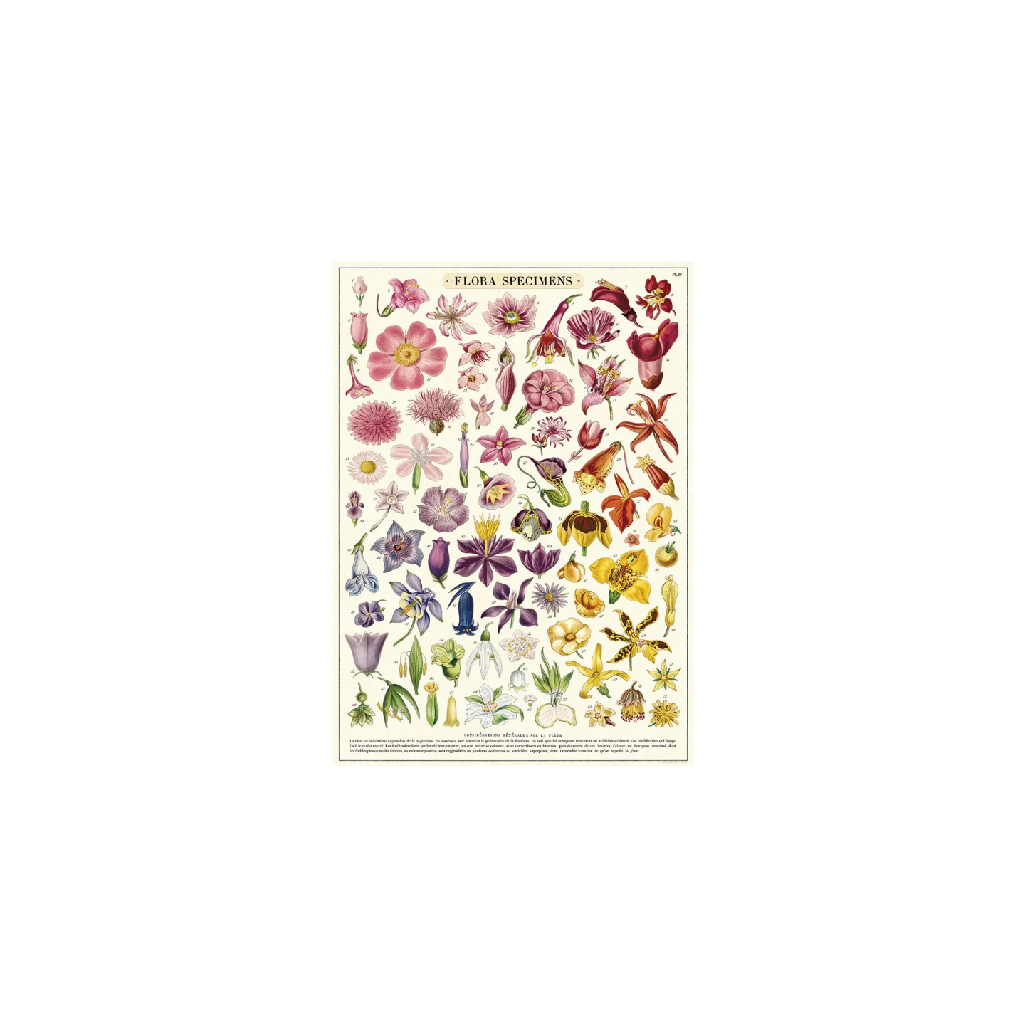 Póster 50x70 cm Flora