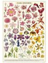 Póster 50x70 cm Flora