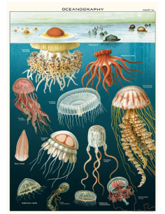 Póster 50x70 cm Medusas