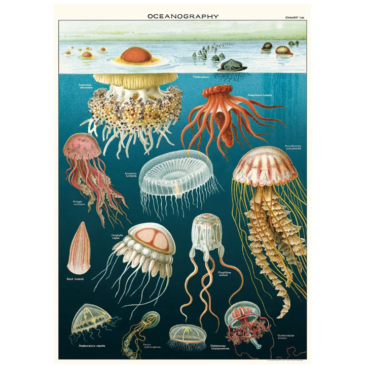 Póster 50x70 cm Medusas