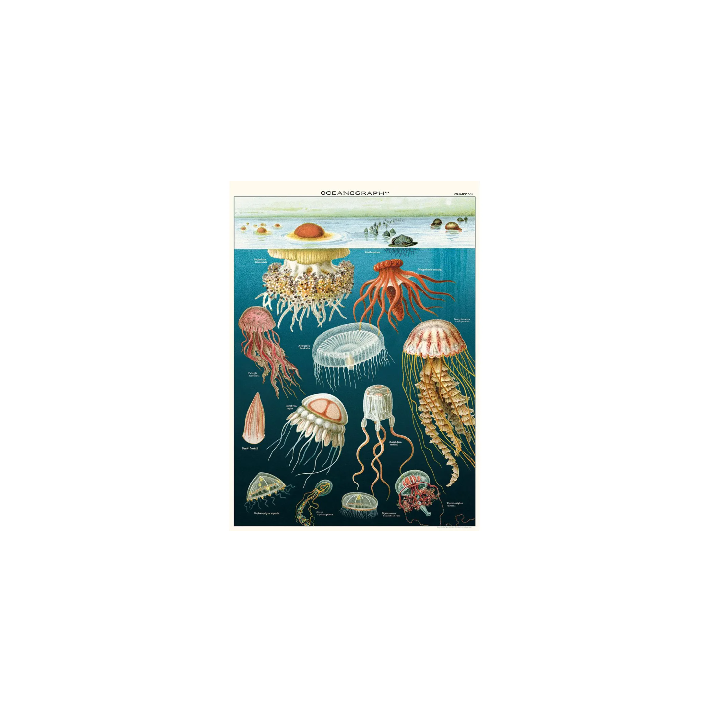 Póster 50x70 cm Medusas
