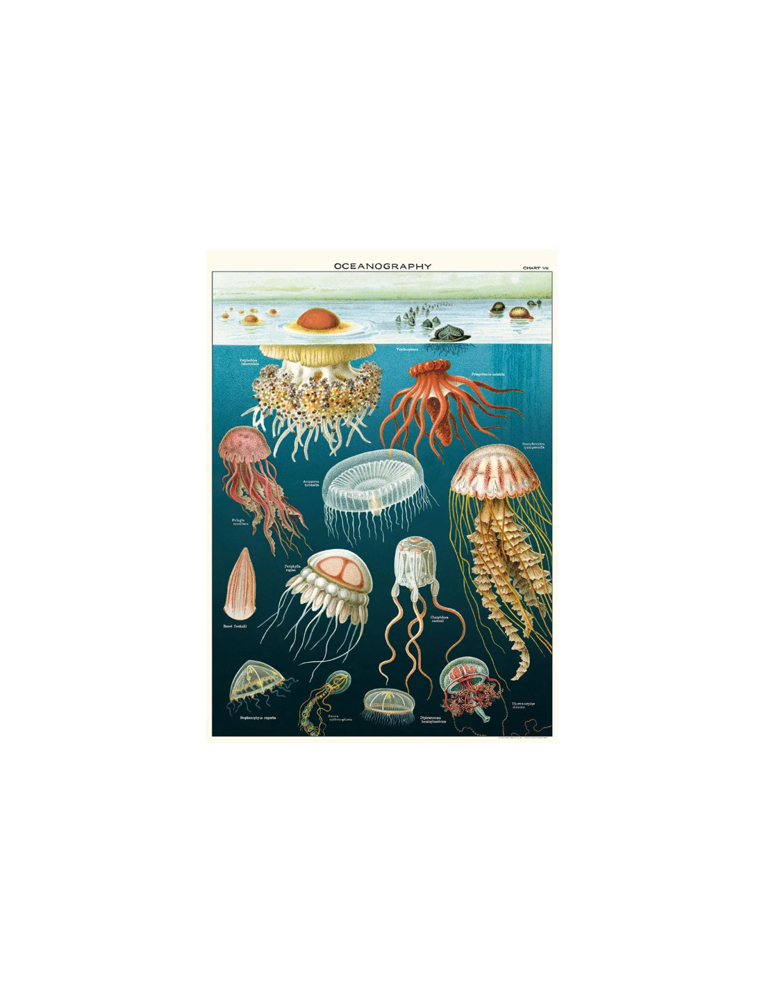 Póster 50x70 cm Medusas