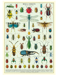 Póster 50x70 cm Insectos