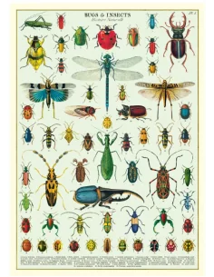 Póster 50x70 cm Insectos