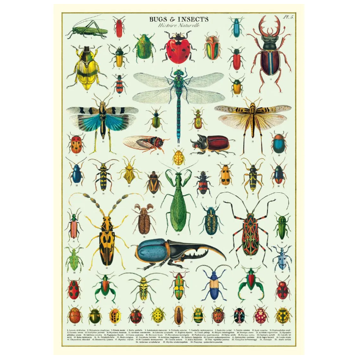 Póster 50x70 cm Insectos