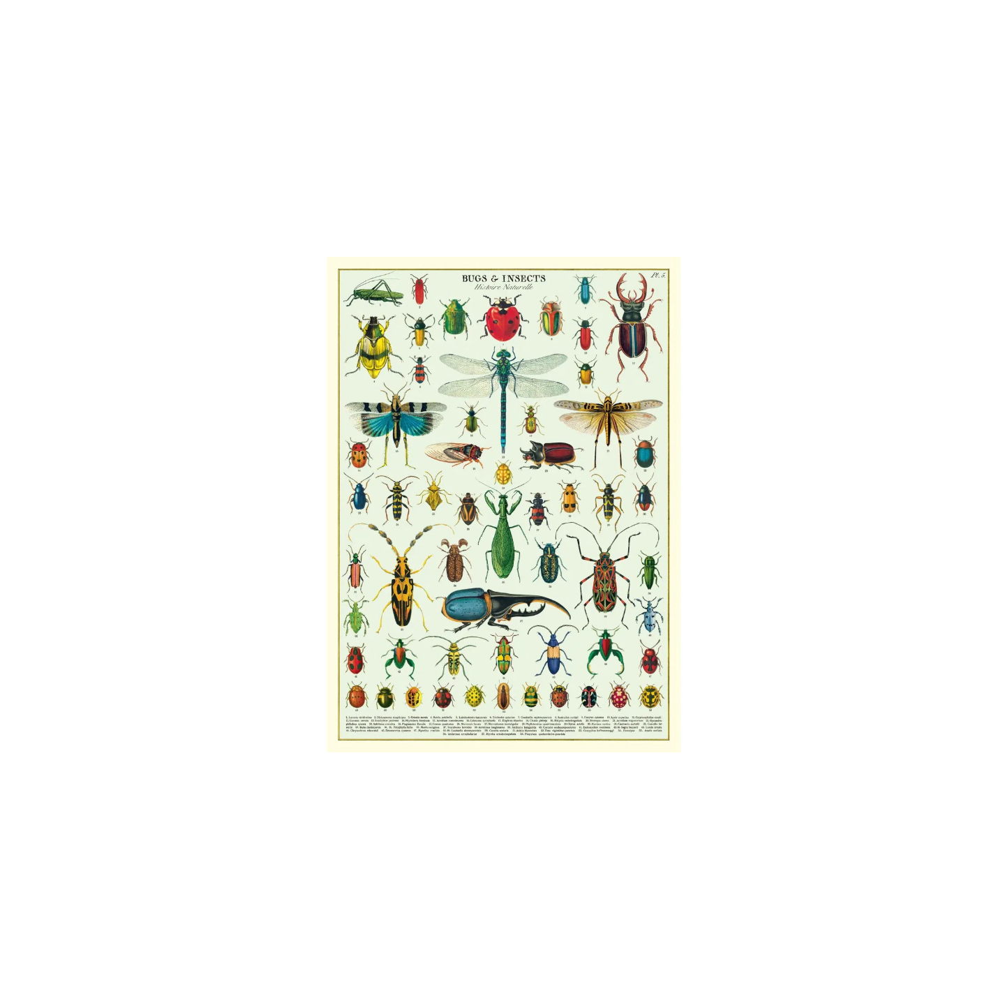 Póster 50x70 cm Insectos