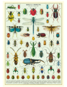 Póster 50x70 cm Insectos