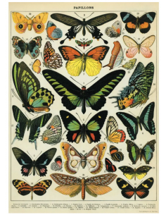 Póster 50x70 cm Mariposas