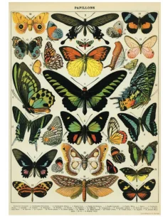 Póster 50x70 cm Mariposas