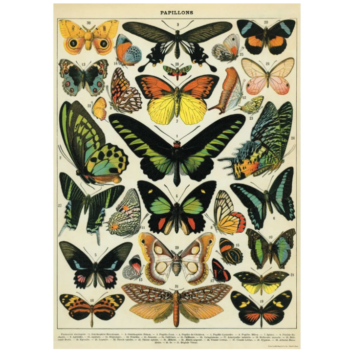 Póster 50x70 cm Mariposas