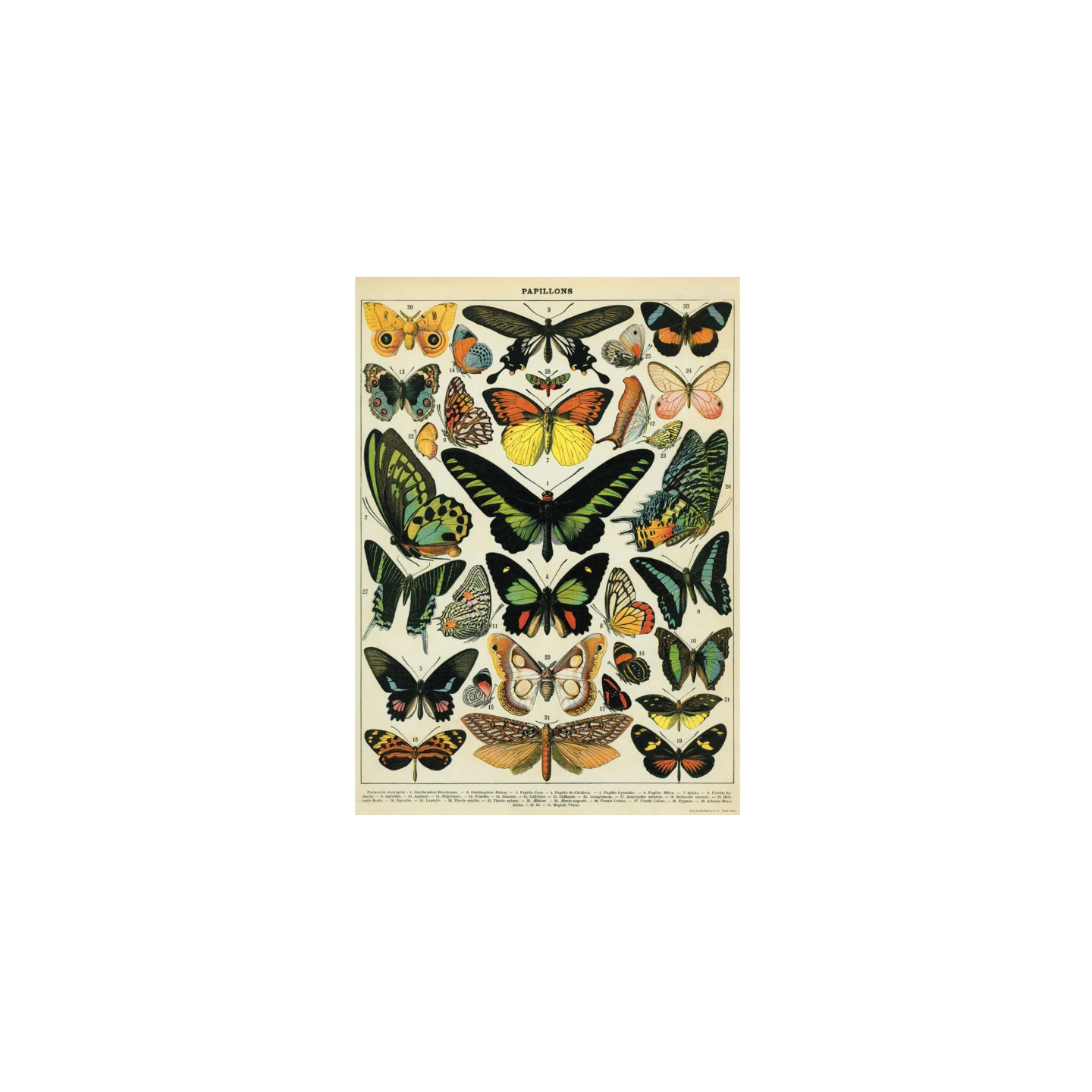 Póster 50x70 cm Mariposas