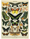 Póster 50x70 cm Mariposas